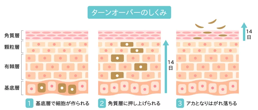 ターンオーバー